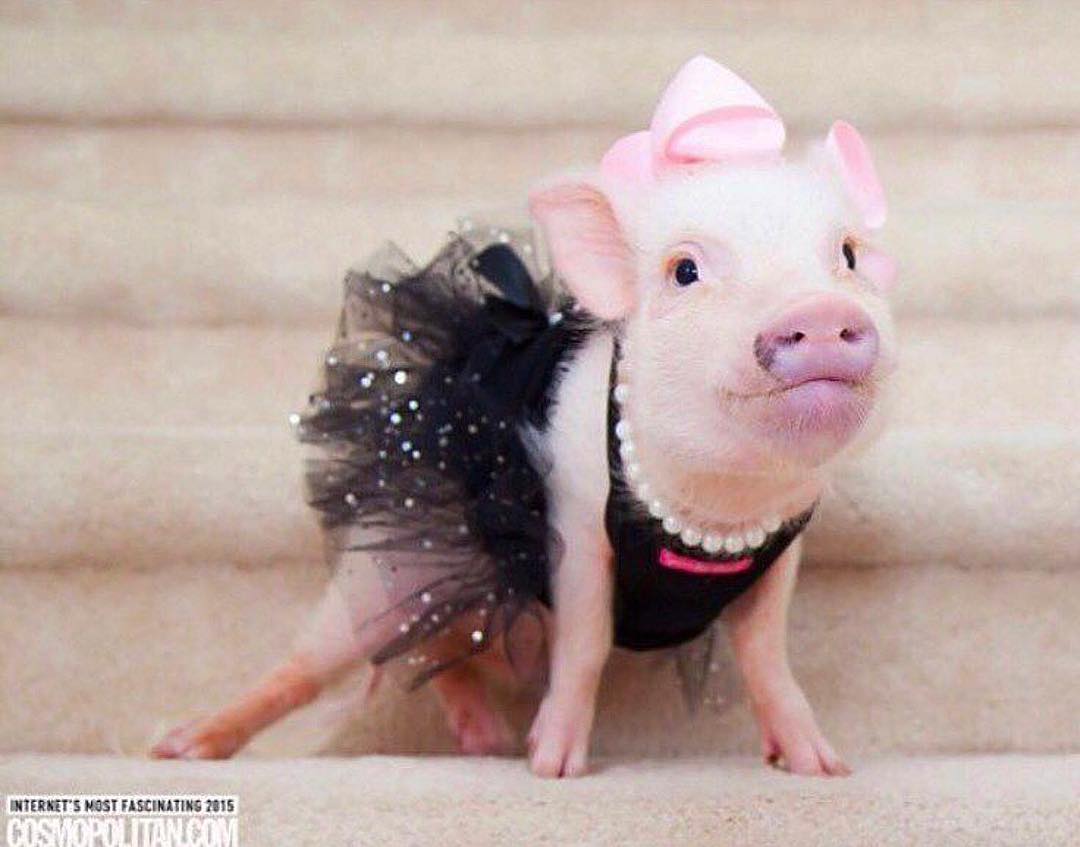 Свинка в платье